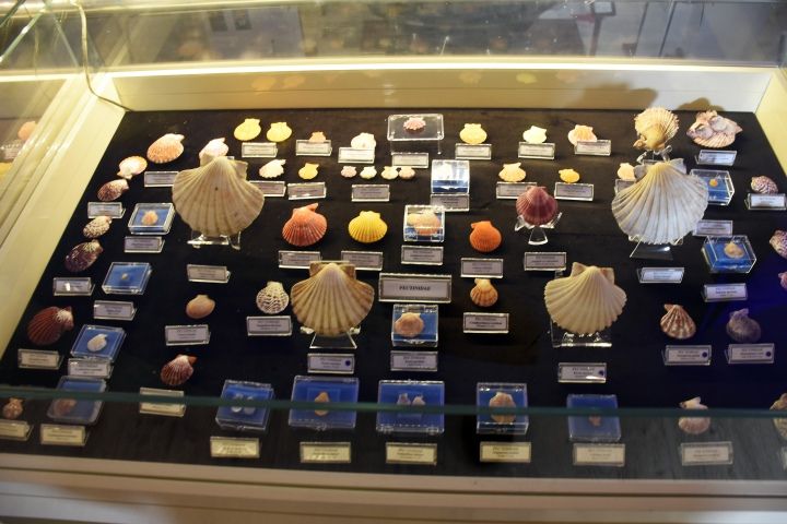 Bodrum Deniz Müzesi'nde sergilenen koleksiyonda fosil bulundu