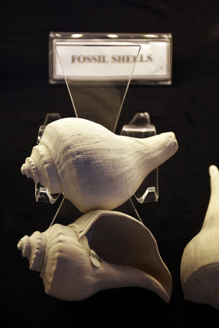Bodrum Deniz Müzesi'nde sergilenen koleksiyonda fosil bulundu