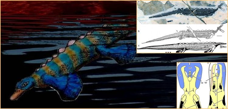 Ornitorenk'in atası olduğu sanılan gagalı hayvan fosili bulundu