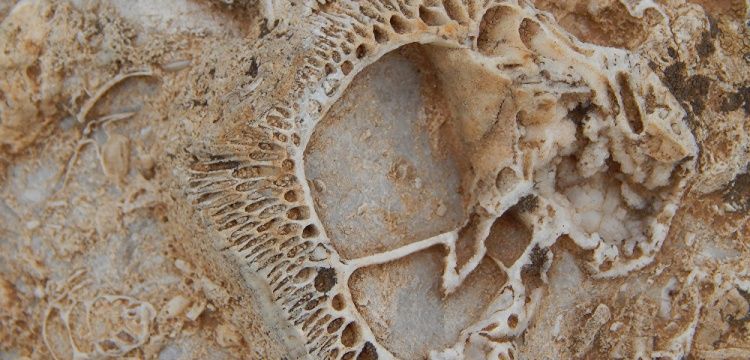 Konyalı vatandaş Geyik Dağları'nda fosil yatağı buldu