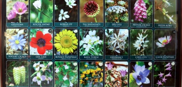 Tıbbi Aromatik Bitkiler Müzesinde 280 tıbbi ve aromatik bitki türü