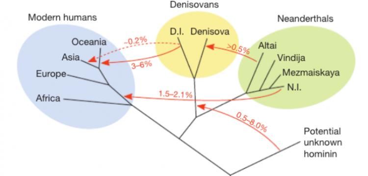 They say DNA suggests Neanderthal and Denisovan populations interbred