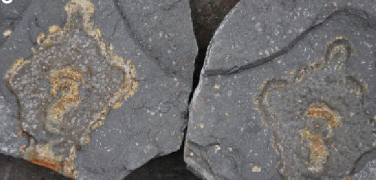 Dünya üzerindeki hareketin en eski kanıtı olabilecek fosil keşfedildi
