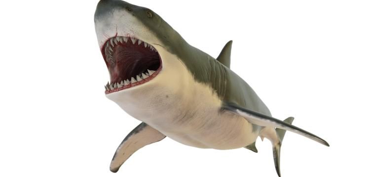 Megalodonları büyük beyaz köpekbalıklarının yok ettiği öne sürüldü