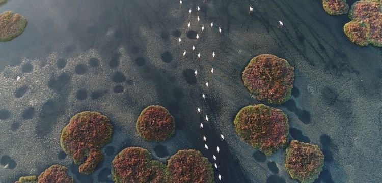 Gediz Deltası UNESCO Dünya Doğa Mirası listesine alınsın kampanyası