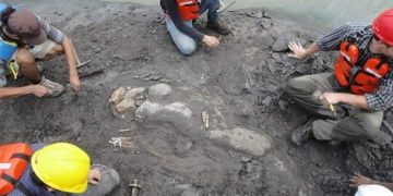 20 milyon yıllık 15 metre uzunluğunda deniz ineği fosili bulundu