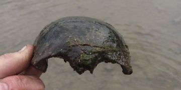 Thameste bulunan kafatası kemiği 5,600 yıllık fosil parçası çıktı