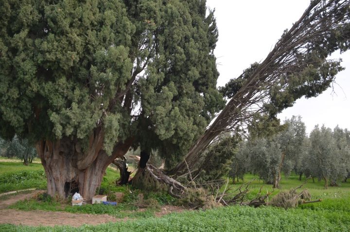 İznik'te 7 asırlık 2 anıt ağacı bu halde görenler gözlerine inanamadı
