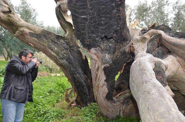 İznik'te 7 asırlık 2 anıt ağacı bu halde görenler gözlerine inanamadı