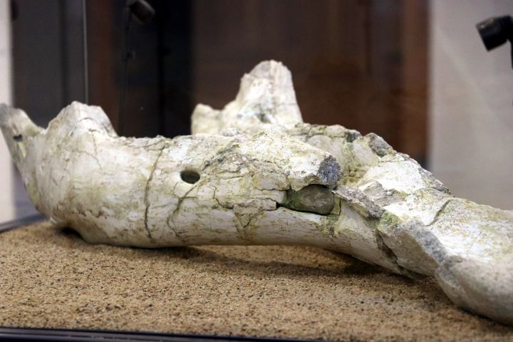Kayserili çobanın bulduğu 7,5 milyon yıllık fosiller sergileniyor