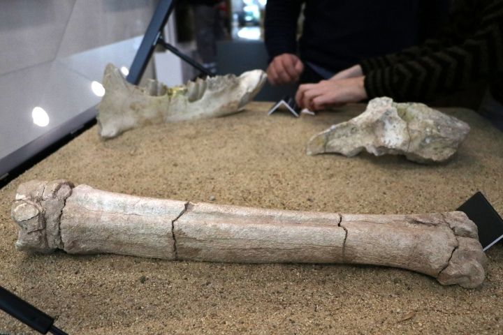 Kayserili çobanın bulduğu 7,5 milyon yıllık fosiller sergileniyor