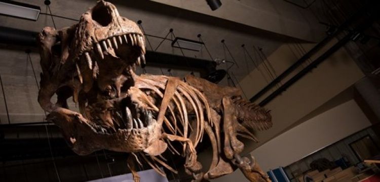 Fossil of biggest Tyrannosaurus rex found in Canada