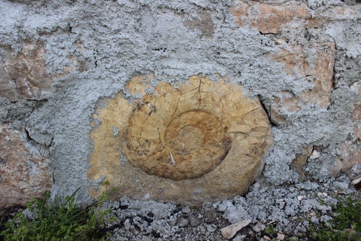 Adıyaman'da 65 milyon yıllık dev salyangoz fosili duvardan böyle söküldü