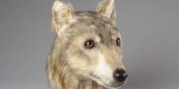 Neolitik çağda evcilleştirilen köpeğin yüzü canlandırıldı