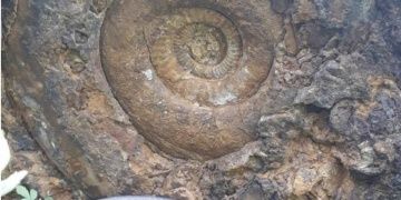 Bilecikte 60 santim çapında 130 milyon yıllık Ammonit fosili bulundu