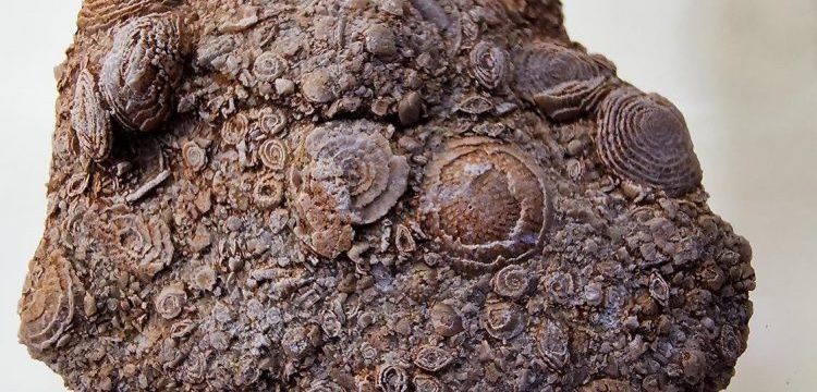 Üniversite öğrencisi Eruh'ta piknik yaparken 50 milyon yıllık fosil buldu
