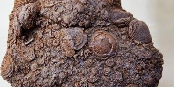 Üniversite öğrencisi Eruhta piknik yaparken 50 milyon yıllık fosil buldu