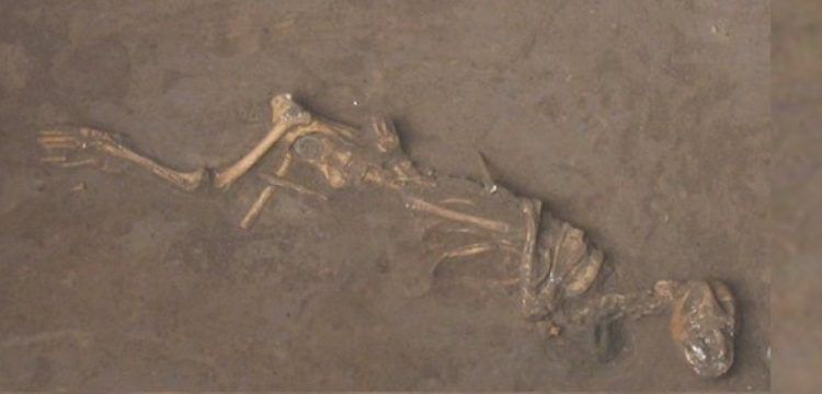 Çin'de 3 bin yıl önce köpek yavruları canlı olarak gömülmüş