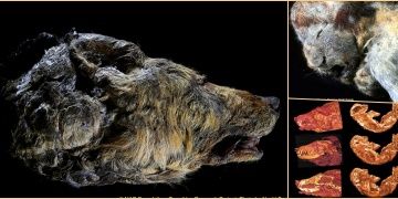 30.000 years old lion cub and wolf head found at the Siberia
