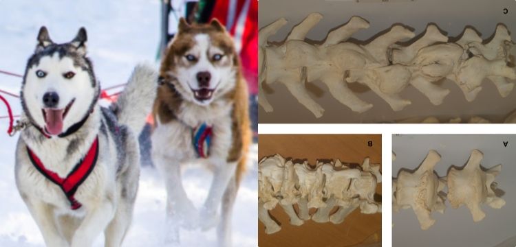Antropologlar uyardı: Köpeklerin omurgaları arkeologları yanıltabilir
