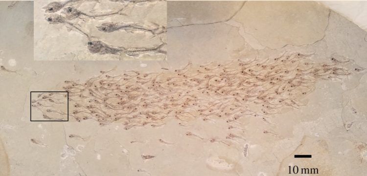 Bir kayada fosilleşmiş 50 milyon yıllık balıkların 'sürü psikolojisi' araştırıldı