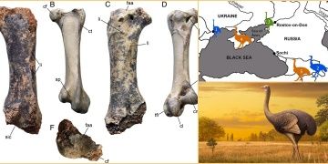 Kırımda 1.5 milyon yıllık yarım ton ağırlığında dev kuş fosili bulundu