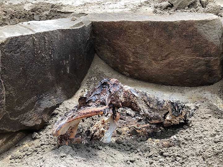 Sibirya Atlantisi'ndeki Hunluların Kayıp Mirası olağandışı kazılarla bulunuyor