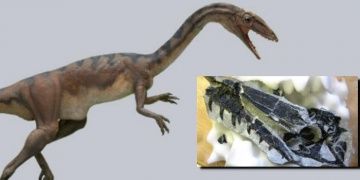 İsviçrede bulunan fosiller yeni bir dinozor türüne ait çıktı