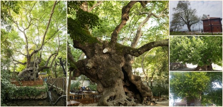 Anıt Ağaç olarak tescillenen 9.369 ağaç korumaya alındı