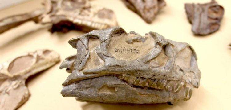 Güney Afrika'da müzesindeki fosil yeni bir dinozor türüne ait çıktı