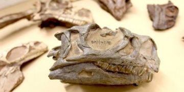 Güney Afrikada müzesindeki fosil yeni bir dinozor türüne ait çıktı