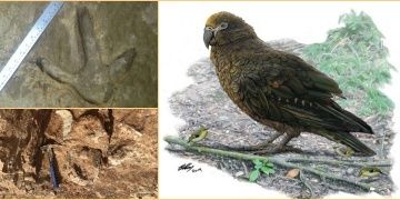 Yeni Zelandada dünyanın en büyük papağanın fosili bulundu