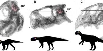 Changes in the dinosaur brains
