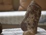 Adıyamandaki Hacı Muhammet Dağında fosiller bulundu