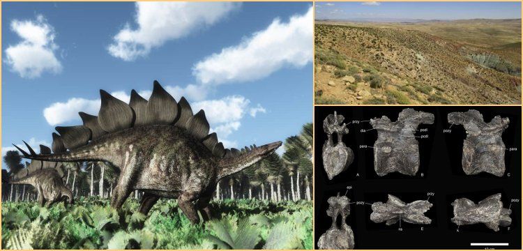 168 million years old stegosaurus fossil discovered in Morocco