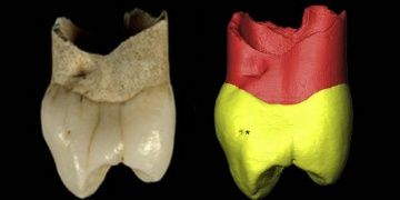 İranda 20 yıl önce bulunan dişin Neandertale ait olduğu anlaşıldı