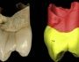 İranda 20 yıl önce bulunan dişin Neandertale ait olduğu anlaşıldı