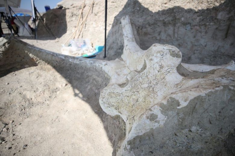 Kayseri'de bulunan Choerolophodon türü tarih öncesi fil fosili