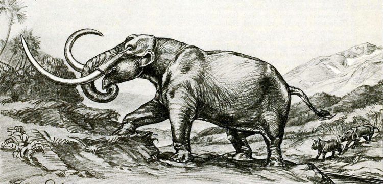 Kayseri'de bulunan Choerolophodon türü tarih öncesi fil fosili