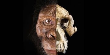 Australopithecus Anamensis kafatası insanımsı türleri tartışmaya açtı