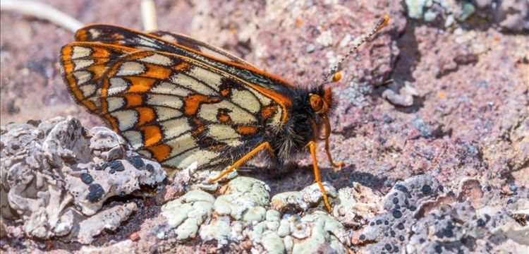 Antic butterfly observed 50 years later in turkey