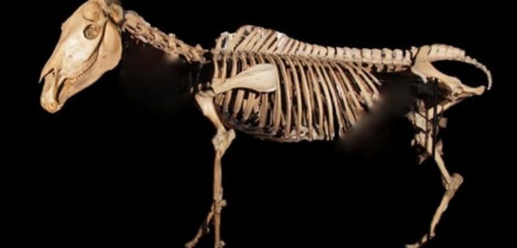 İlginç bir araştırma: Müzelerde sergilenen fosillerin çoğu niye erkek?