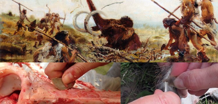 Taş devri insanları mamutları nasıl kesiyordu?