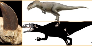 Taylandda 113 milyon yıllık yeni yırtıcı dinozor türü bulundu