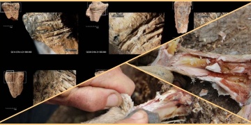 Bone marrow storage and delayed consumption at Paleolithic period