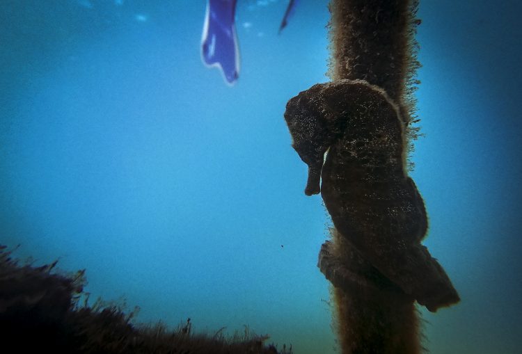 Olympos'un su altı ve su üstü güzellikleri seyyahları cezbediyor