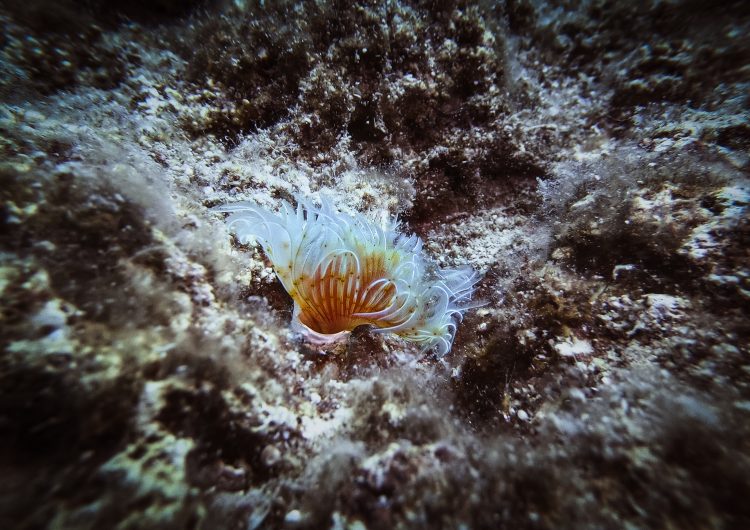 Olympos'un su altı ve su üstü güzellikleri seyyahları cezbediyor