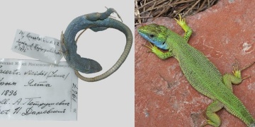 Mitochondrial DNA show Crimean lizard actually a species introduced from Italy.