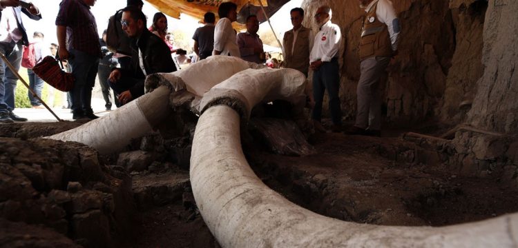 Meksika'da 15 bin yıllık mamut tuzakları keşfedildi