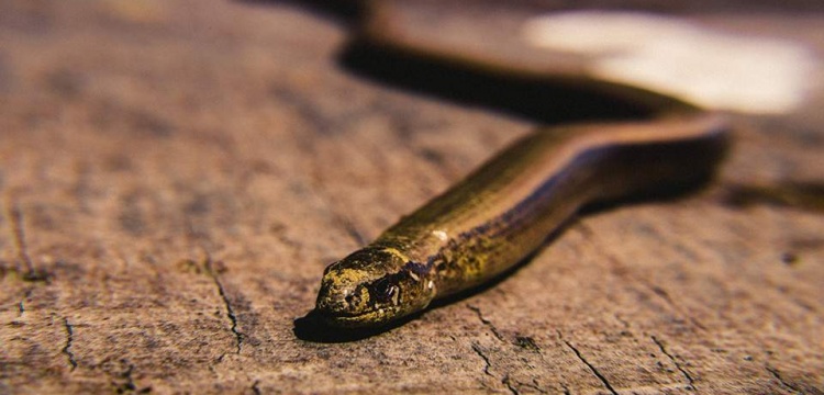 Yunanistan'da iki yeni yılan türüne ait fosiller bulundu
